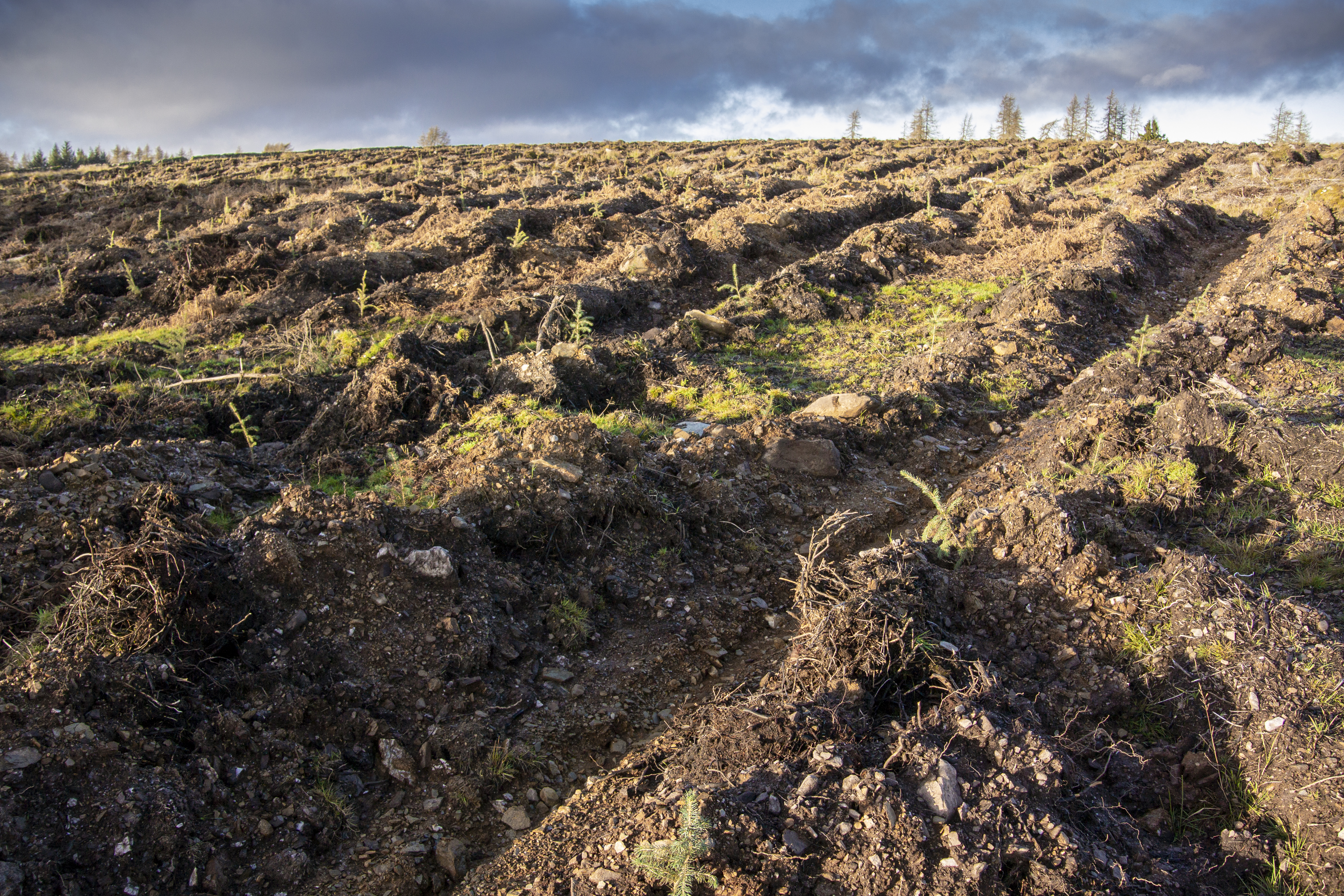 Forest establishment