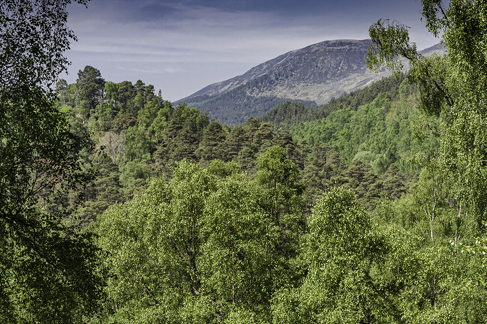 Glen Affric, woodlands, trees, birch, Scots pine, pine, highlands, Scotland, Cannich